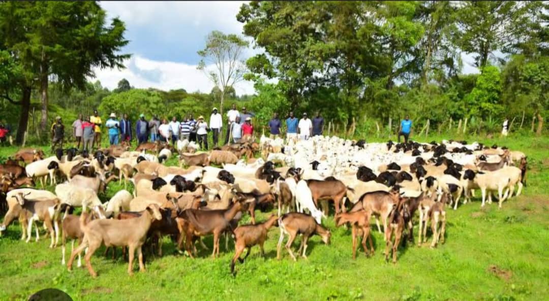 Security Forces Neutralize 18 Bandits in Katsina, Recover Arms, Rustled Livestock