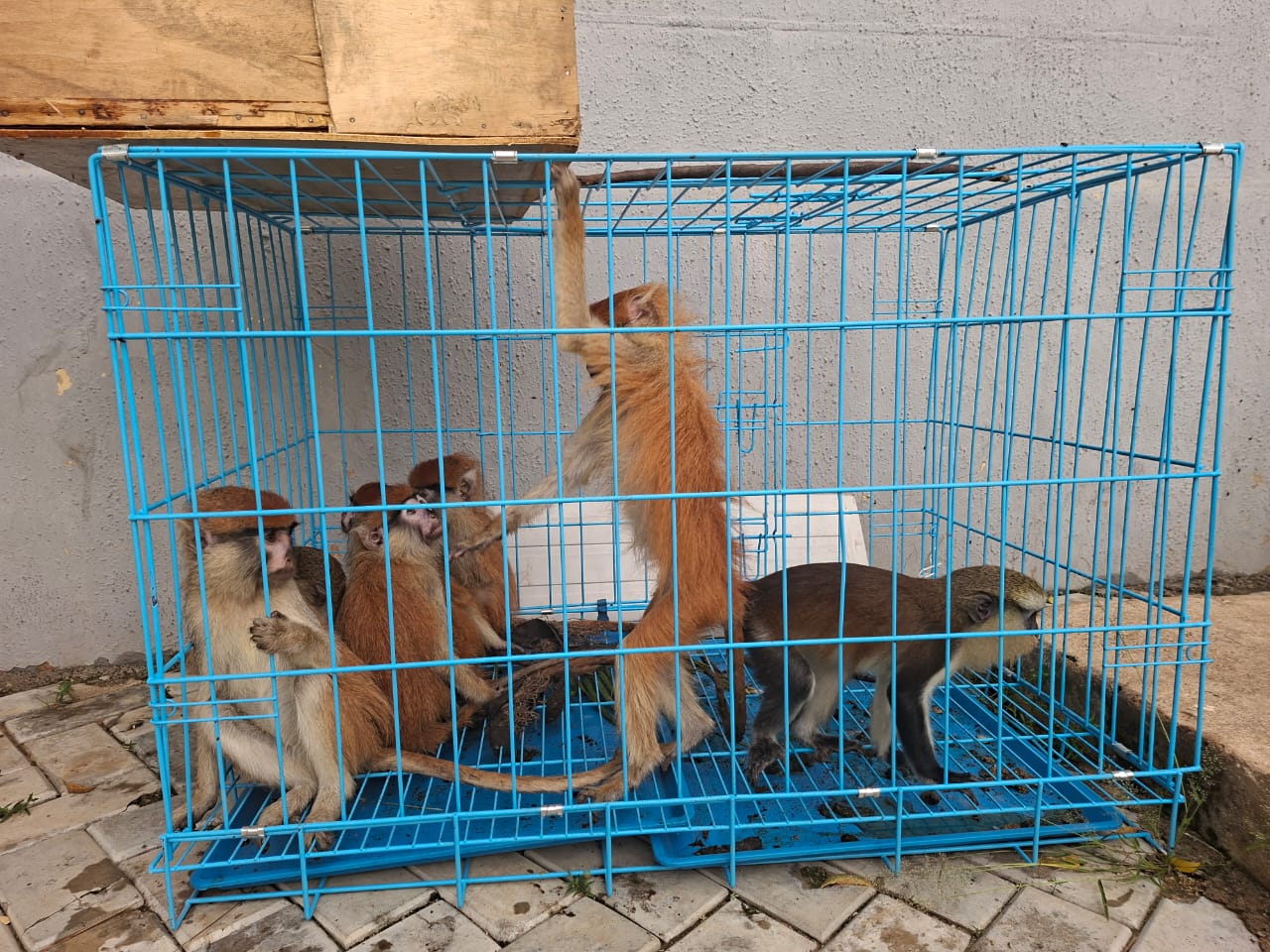 Smuggling Ring Busted: Customs Intercepts Rare Wildlife Haul, Arrests Three Suspects in Kano-Daura aroad