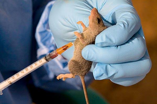 Lassa Fever Death Toll Climbs as New Cases Surge Across Four States