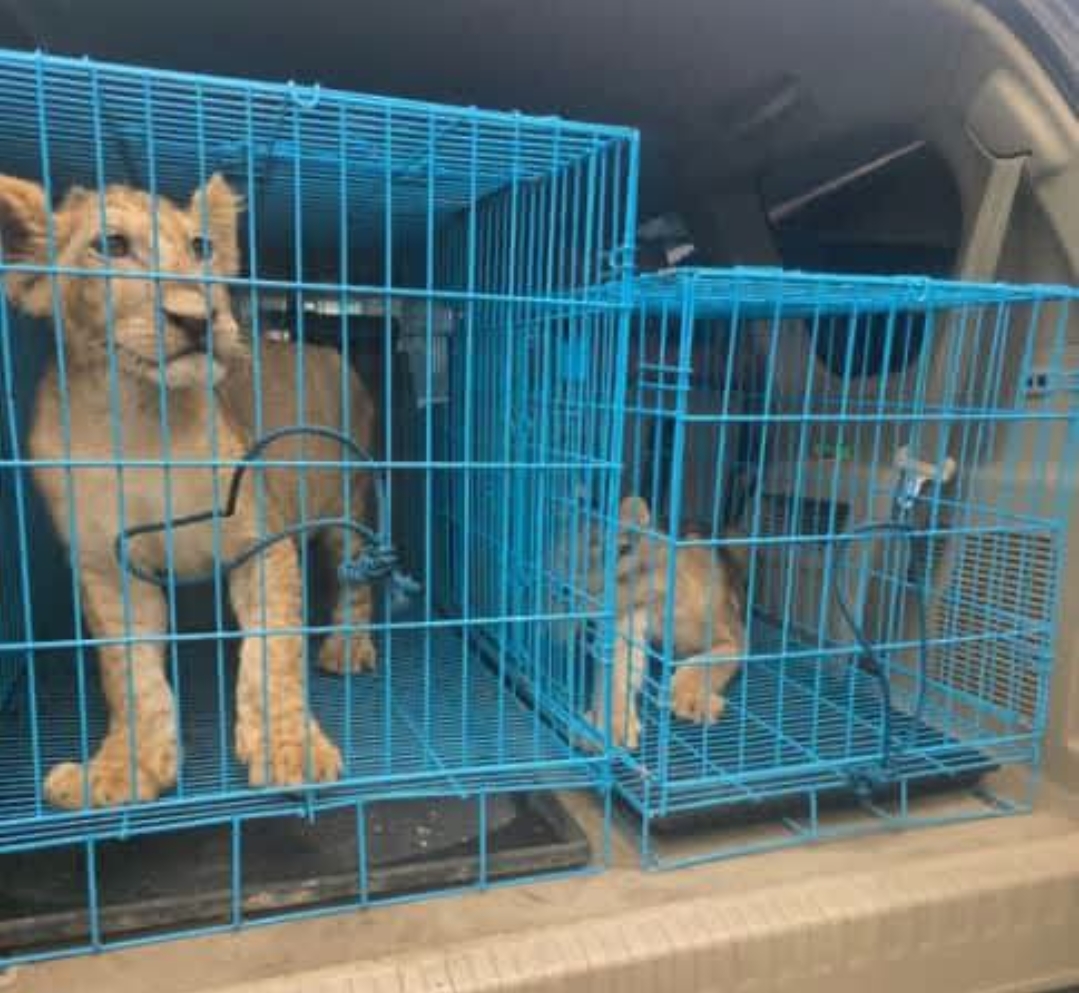 Customs Intercepts Trafficking Ring at Abuja Airport, Rescues Two Rare Lion Cubs
