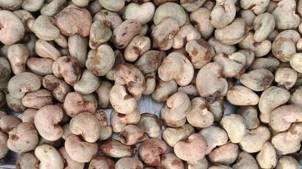 FG Unveils Cashew Industry Roadmap to End Raw Exports, Drive Jobs and Value Addition