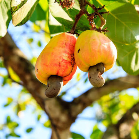 FG Unveils Cashew Industry Roadmap to End Raw Exports, Drive Jobs and Value Addition