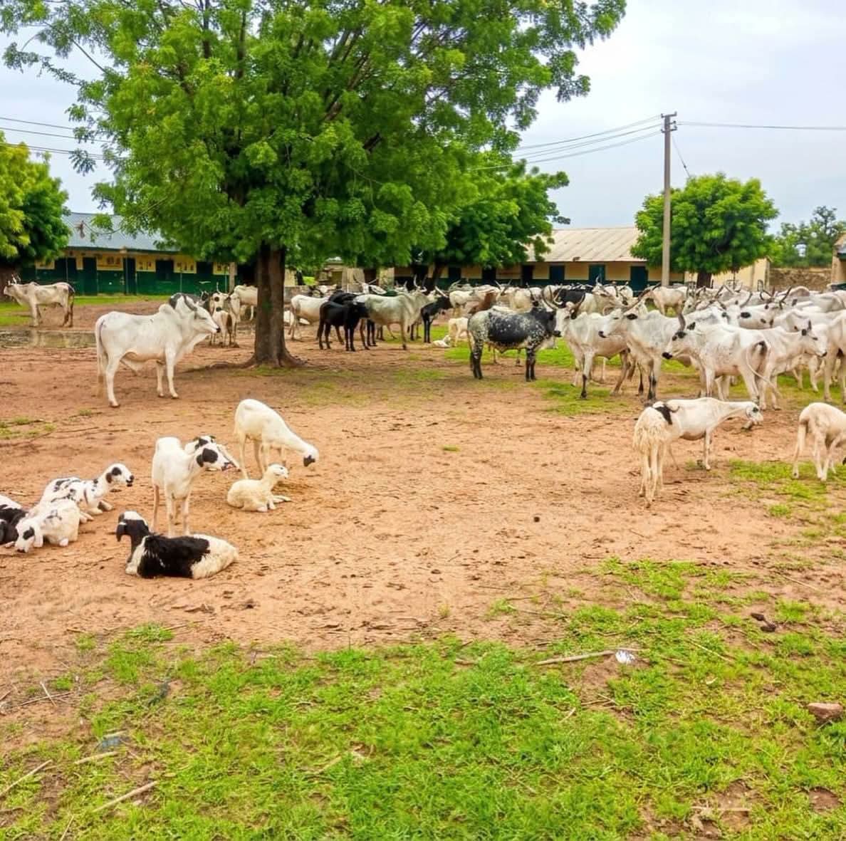 Troops Foil Bandits' Attack, Recover 97 Cattle, 50 Sheep in Kano