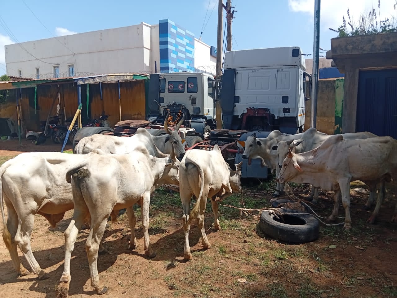 Police Foil Bandit Attacks in Katsina, Rescue Kidnap Victim, Recover 15 Cattle