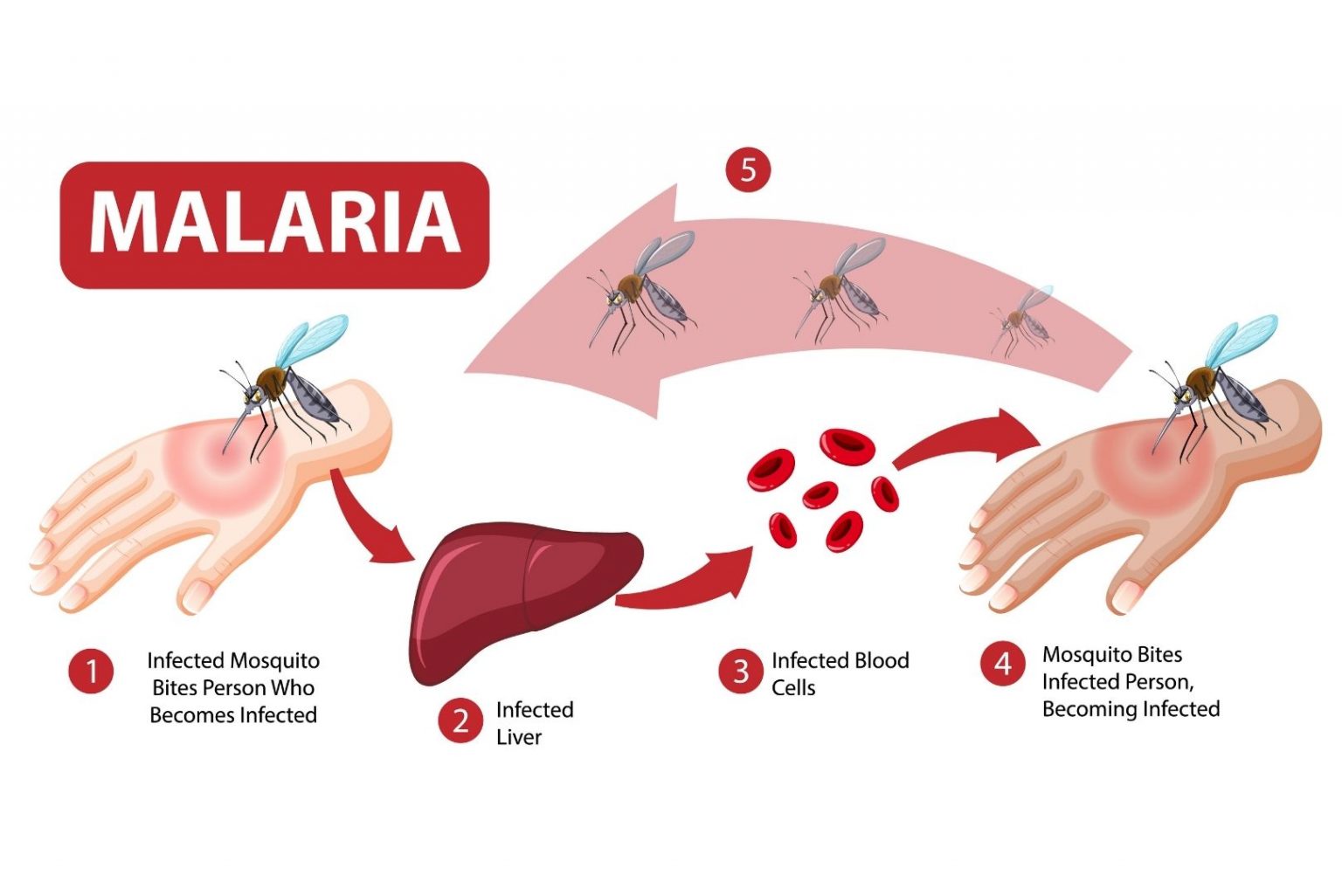 uploads/images/newsimages/KatsinaTimes20072025_193923_causes-malaria-1536x1026.jpg