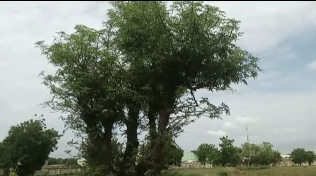 VIDEO: Fading Forest, Vanishing Remedies: The urgency of Plant Conservation